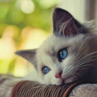 Avatar của Vũ Thị Lan Anh